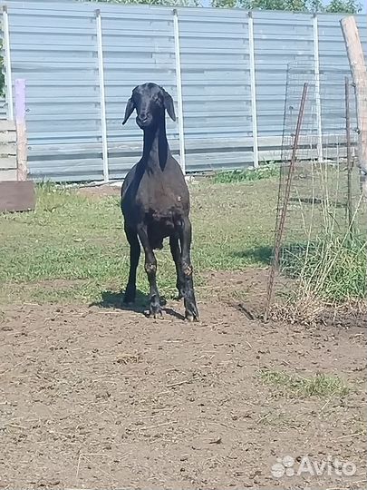 Боранчик на племя