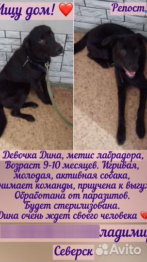 Продам собаку