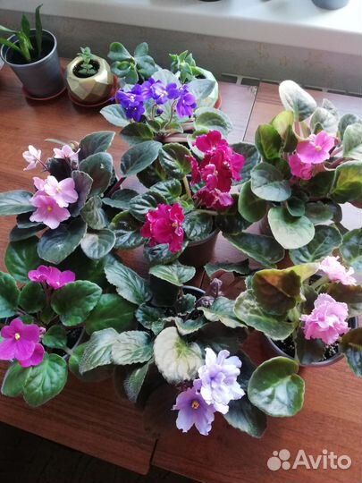 Цветы фиалки