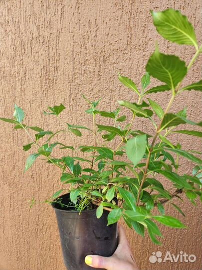 Вейгела ярко- розовая