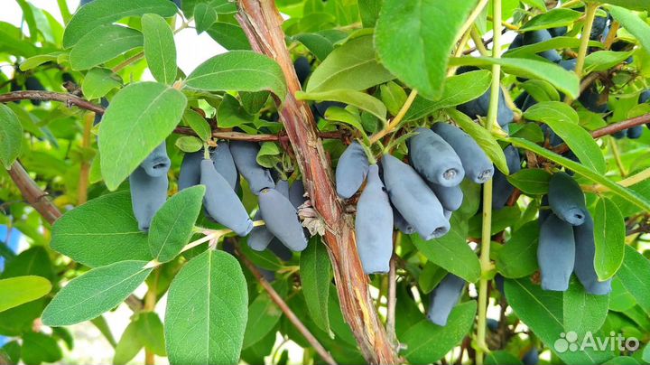 Саженцы Жимолость Гордость бакчара