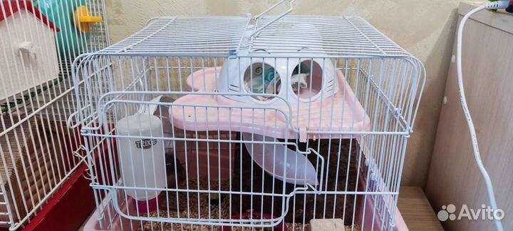 Передержка мелких животных и птиц