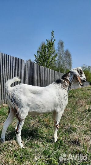 Англо нубийский козлик