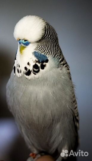 Волнистый попугай ввп чех ручной не кусает