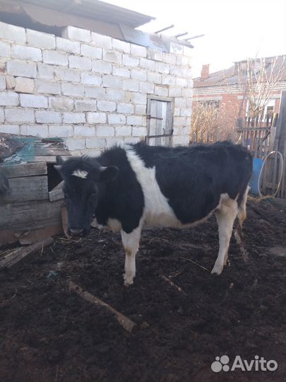 Продам коров