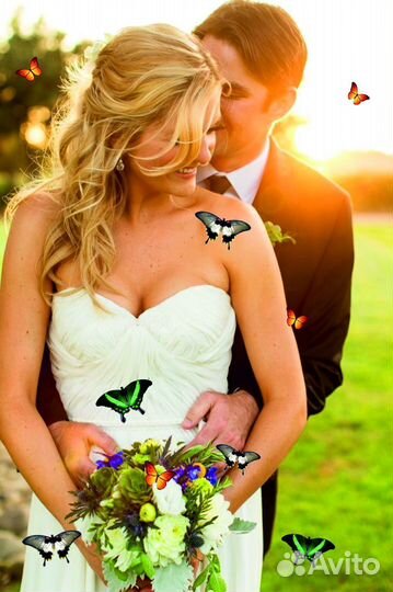 Салют из Живых Тропических Бабочек с/б-21