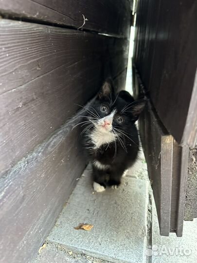 Отдам котенка в добрые руки