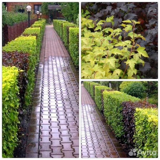 Растения декоративные для сада