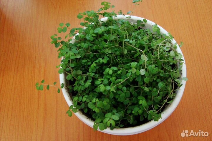 Солейролия