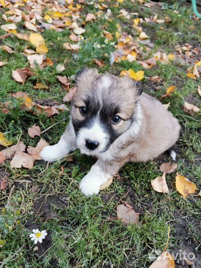 Щенки в добрые руки