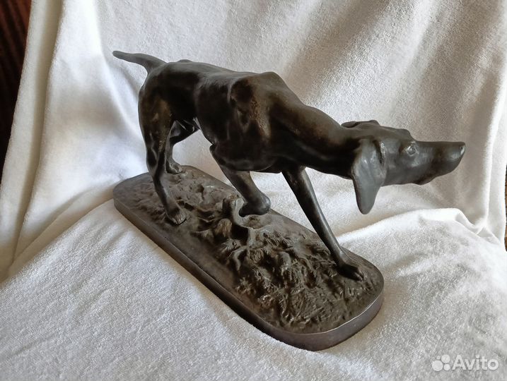 Касли пойнтер