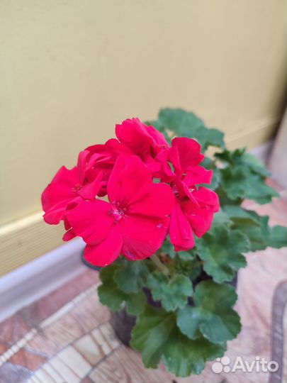 Герань пеларгония, горшок 2л