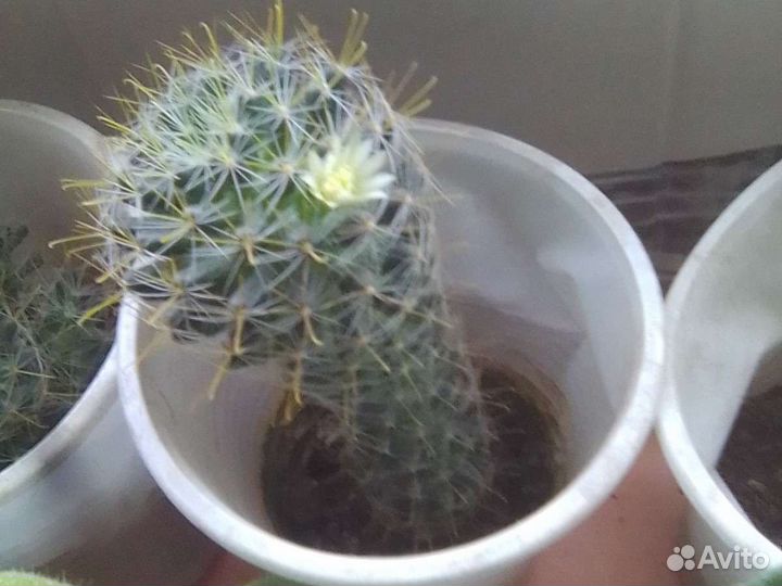 Сикуленты образец