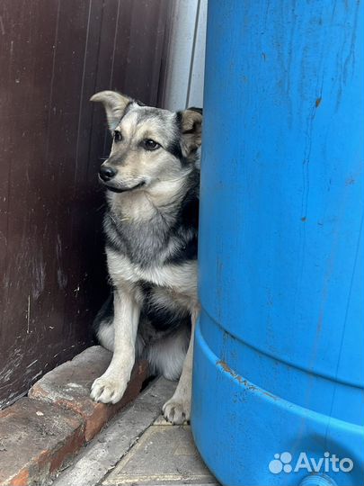 Щенок девочка