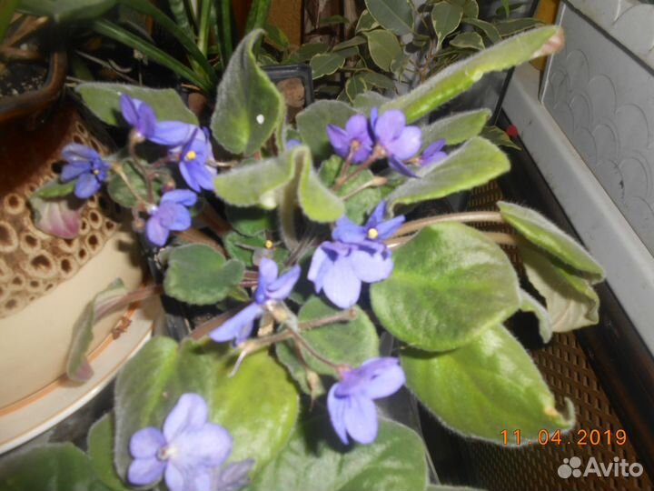 Цветок фиалка