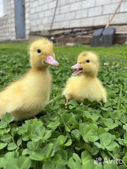 Цыплята бройлеры, цветной бройлер, голошейка
