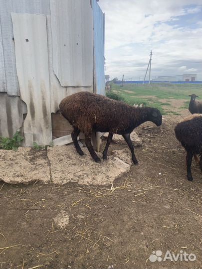 Овцы полукурдучные