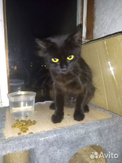 Молодая кошка