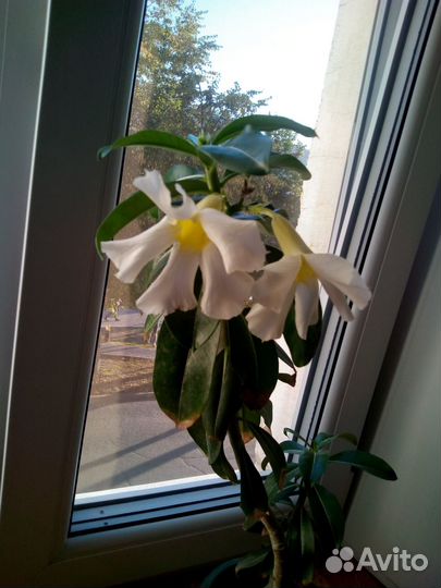 Адениум, белые цветы