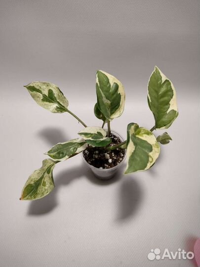 Эпипремнум Сциндапсус