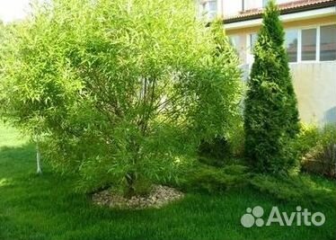 Газон от производителя