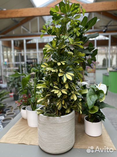 Шефлера далтон