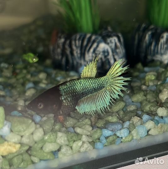 Рыбка петушок самка