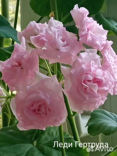 Пеларгонии сортовые Австралийская роза, Розалинда