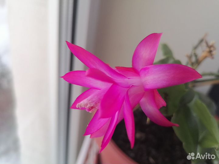 Декабрист,Фиттонии, Хлорофитум Бонни