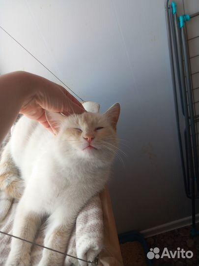 Кошечка в добрые руки