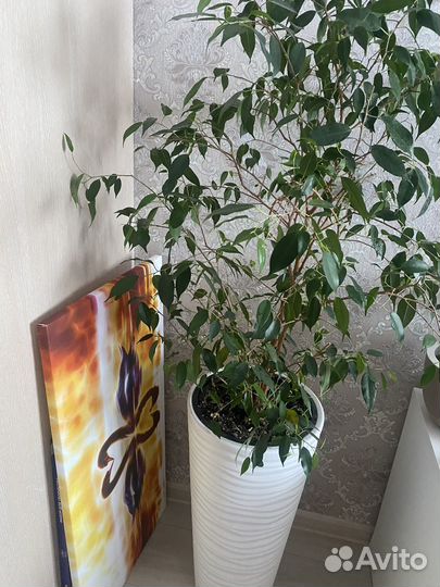 Фикус бенджамина большой