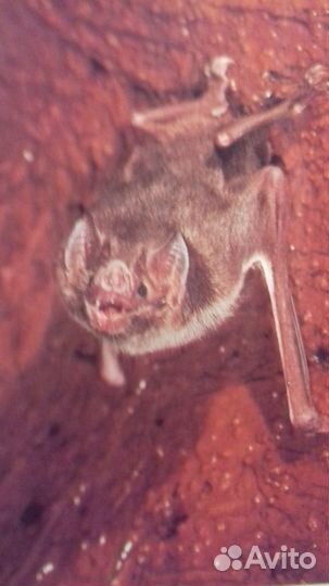 Энциклопедия