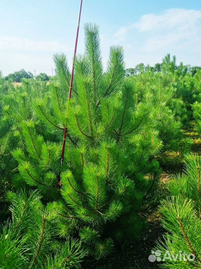 Туя колоновидная Колумна, сосна, ель