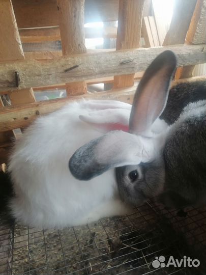 Кролики шиншилла