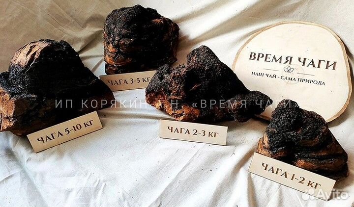 Чага молотая и кусковая, сушеная