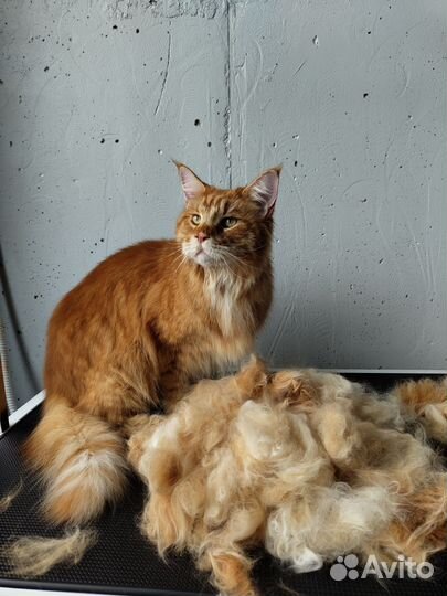 Груминг кошек экспресс-линька стрижка