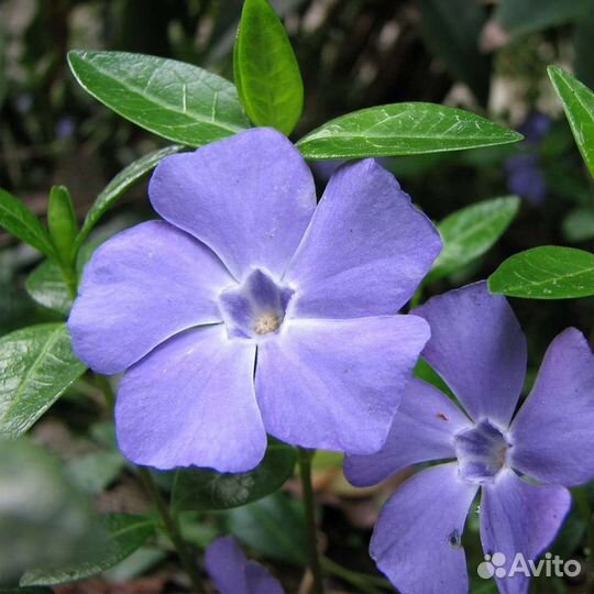 Многолетние почвопокровные растения