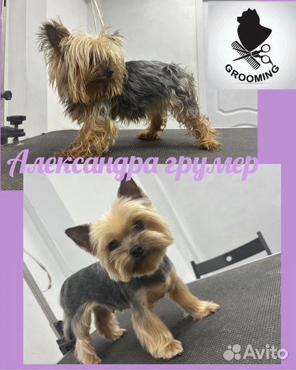 Груминг собак и кошек