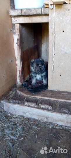 Продам щенков западно сибирской лайки