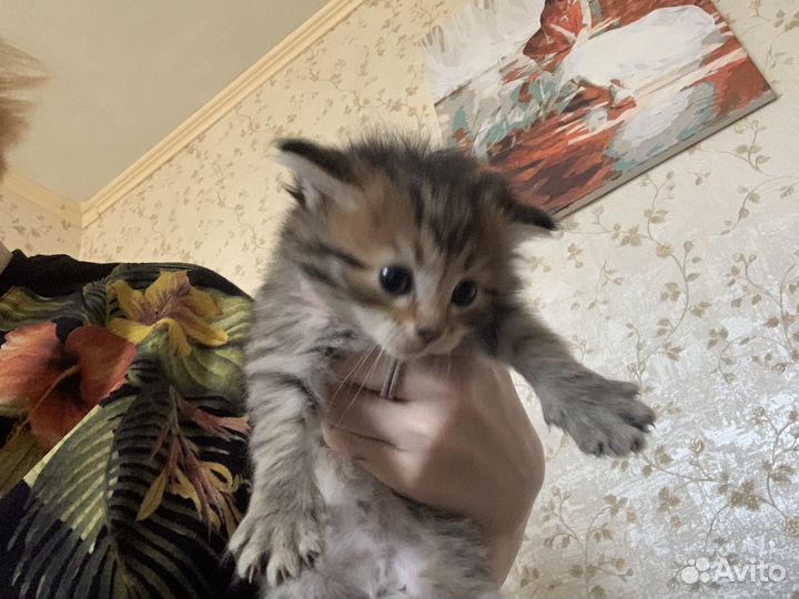 Котята в добрые руки даром