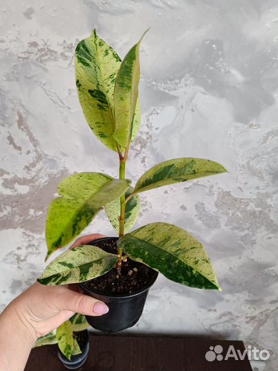 Фикус Шривериана Муншайн (Schrijveriana)