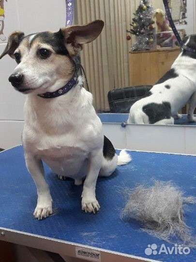 Стрижка собак, стрижка котов