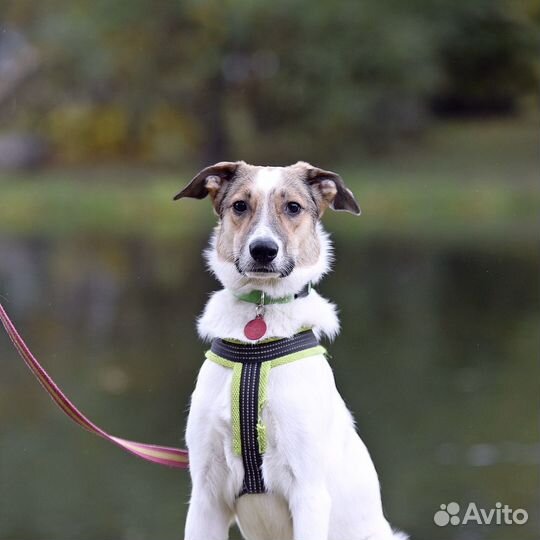 Хозяева выбросили щенка на улицу