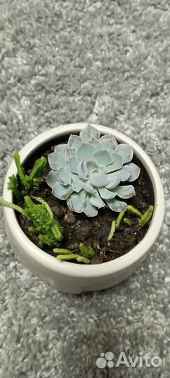 Каменный цветок