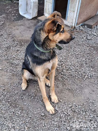 Собака для охраны