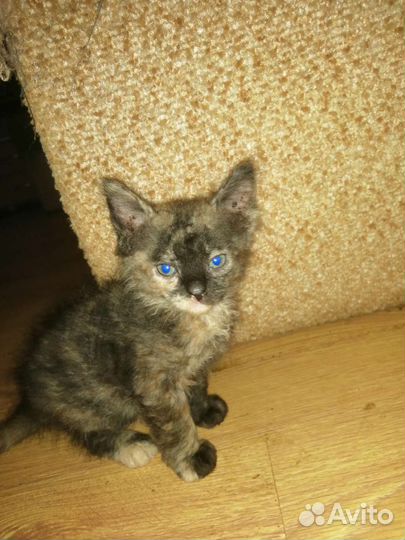 Донской сфинкс