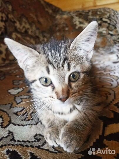 Кошка в дар бесплатно