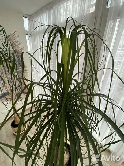 Бокарнея нолина