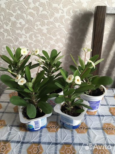 Молочай миля. Кактус