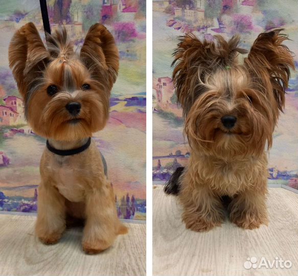 Стрижка собак/ Экспресс линька/ Груминг/ Грумер